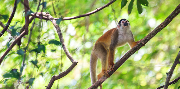 Un singe assis sur une branche d'arbre.
