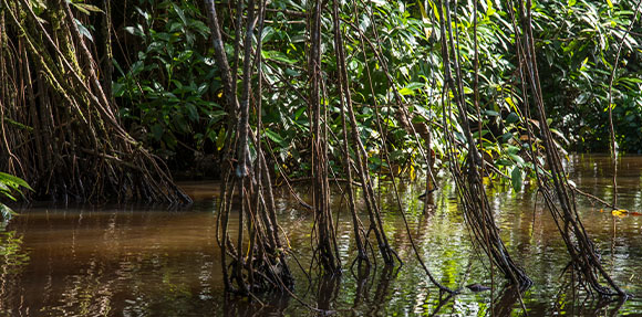 Un homme dans un canoë sur une rivière entourée d'arbres.