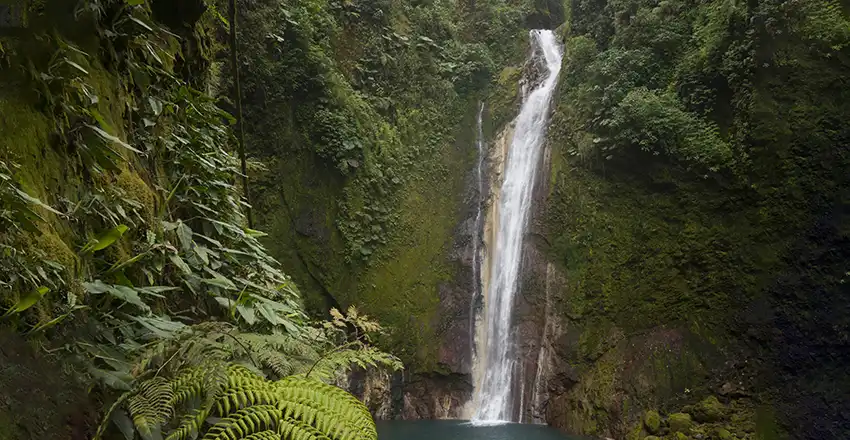 Une cascade au milieu d'une forêt verdoyante.