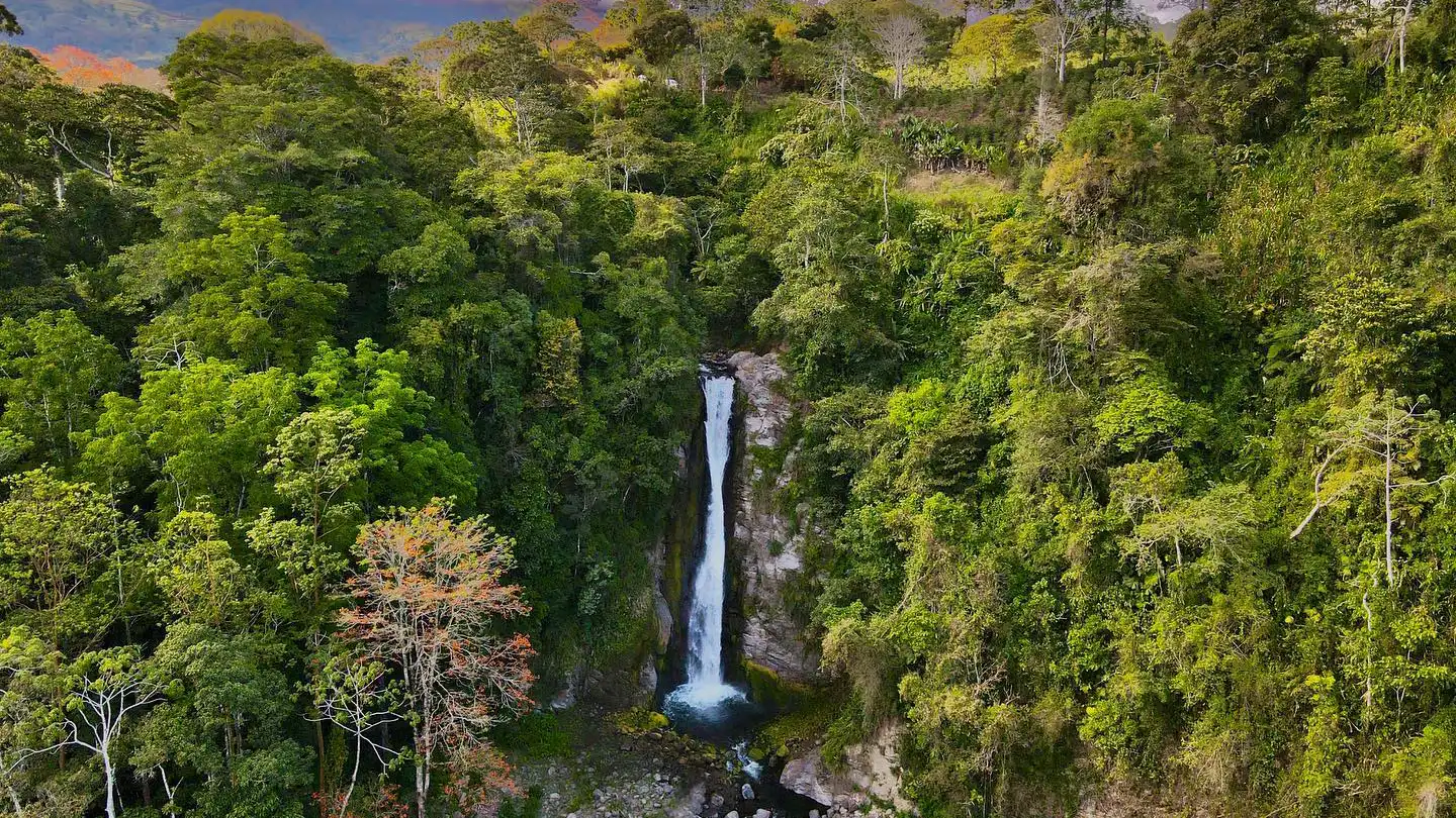 Une cascade au milieu d'une forêt.