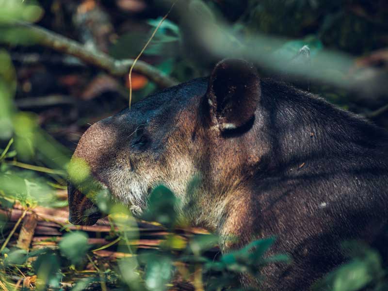 Gros plan sur un petit animal dans les bois