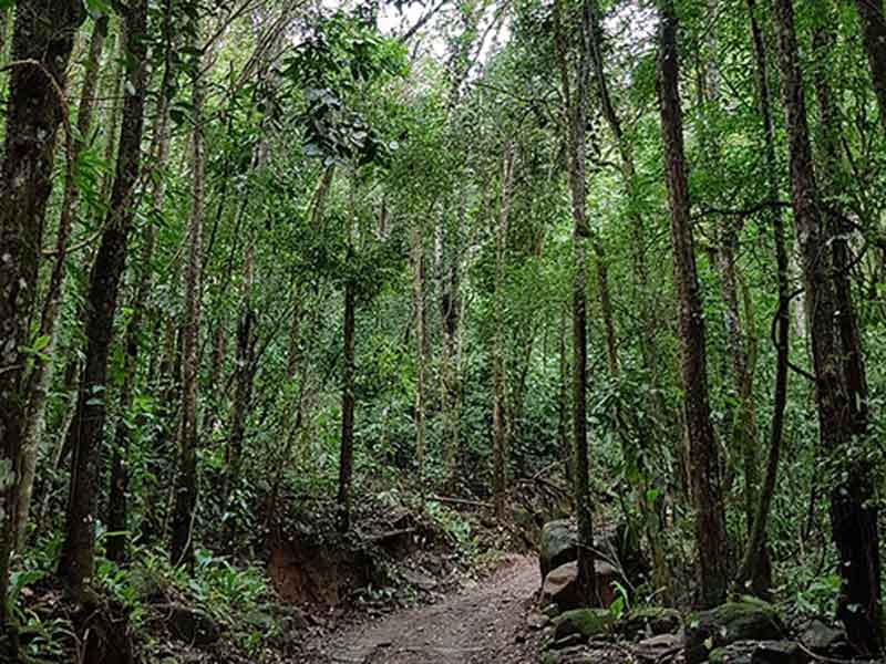 Un chemin de terre au milieu d'une forêt.
