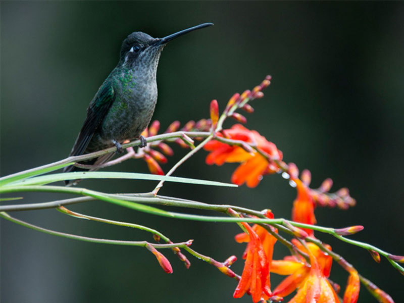 Un colibri se perche sur une branche avec des fleurs rouges.