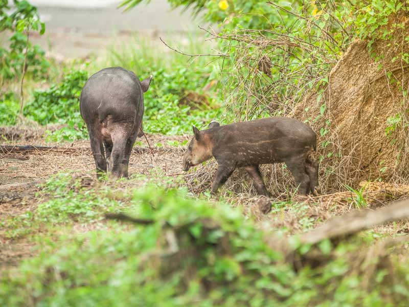 Un couple d'animaux qui se tiennent dans l'herbe.