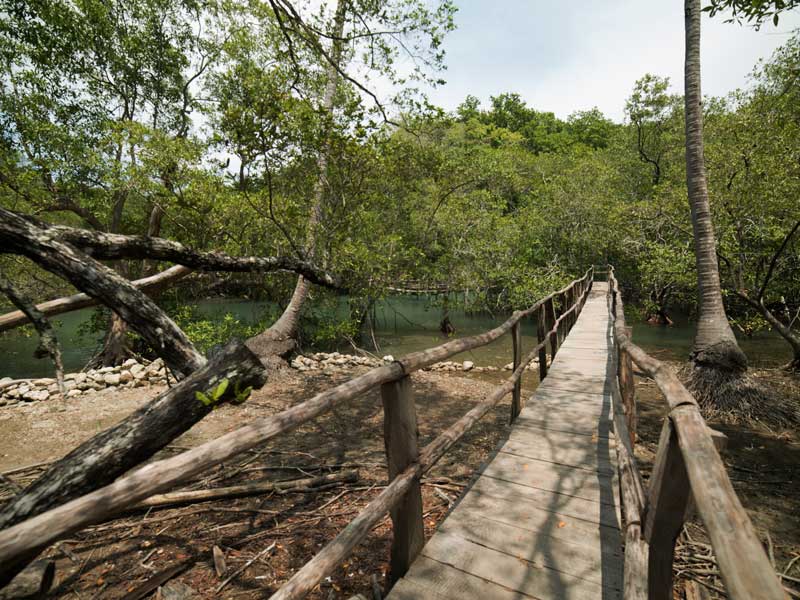 Un pont en bois sur une rivière entourée d'arbres