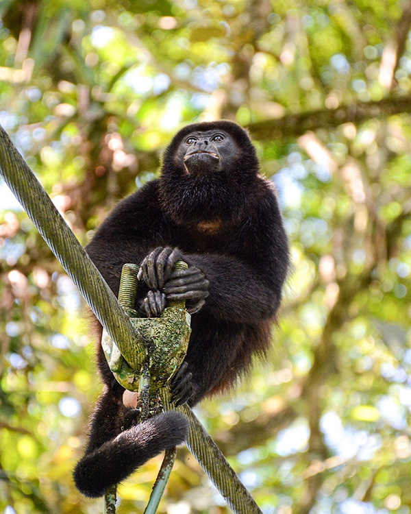 Un singe assis sur une branche d'arbre.