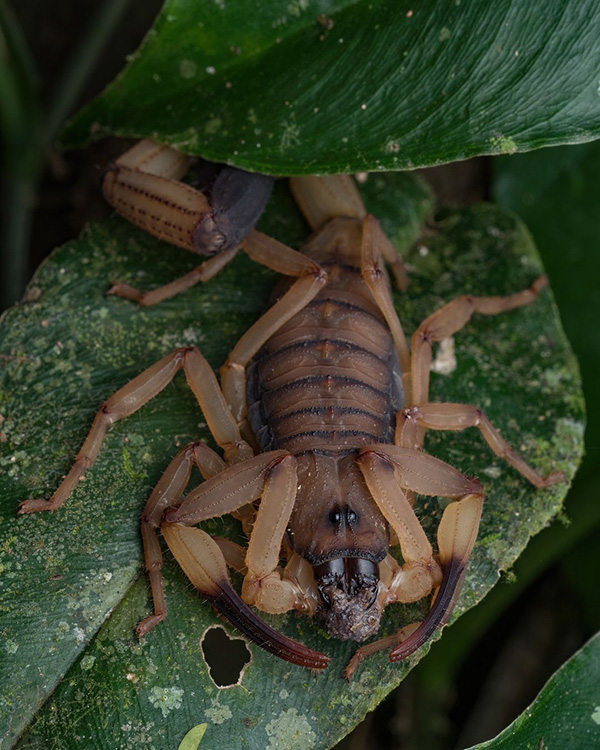 Une punaise scorpion rampant sur une feuille verte.