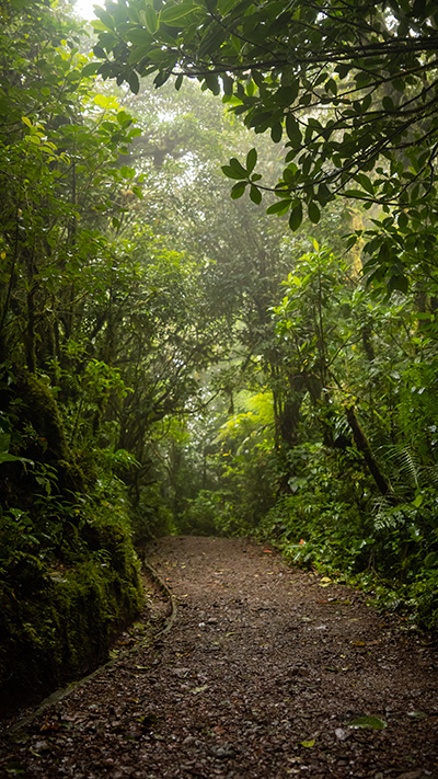 Un chemin de terre au milieu d'une forêt verdoyante.