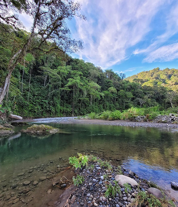 Une rivière traversant une forêt verdoyante.