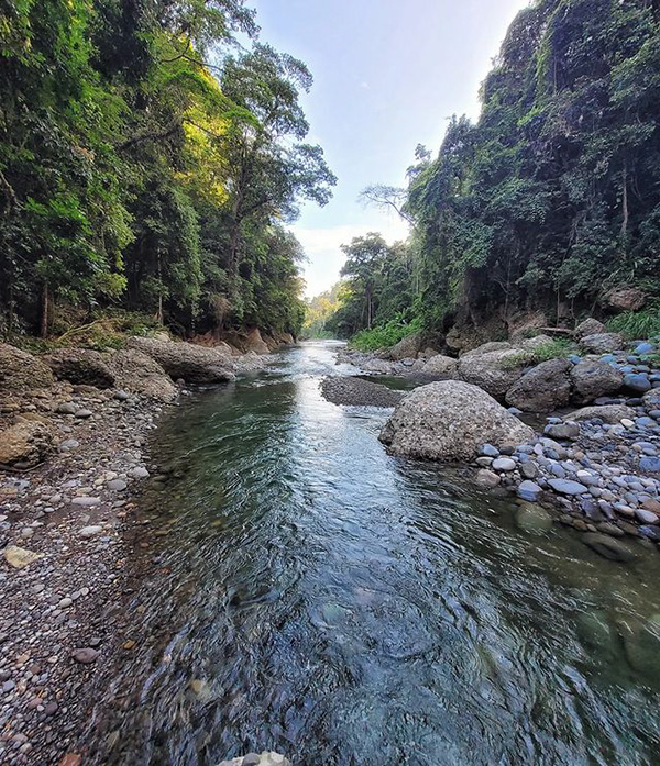 Une rivière traversant une forêt verdoyante.