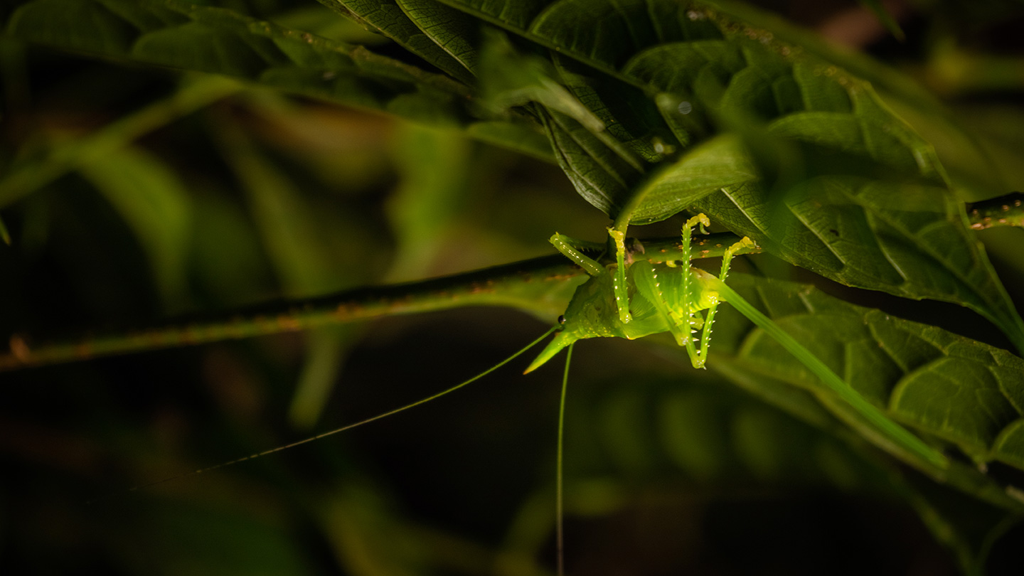 Réserve biologique de la forêt de nuages de Monteverde 