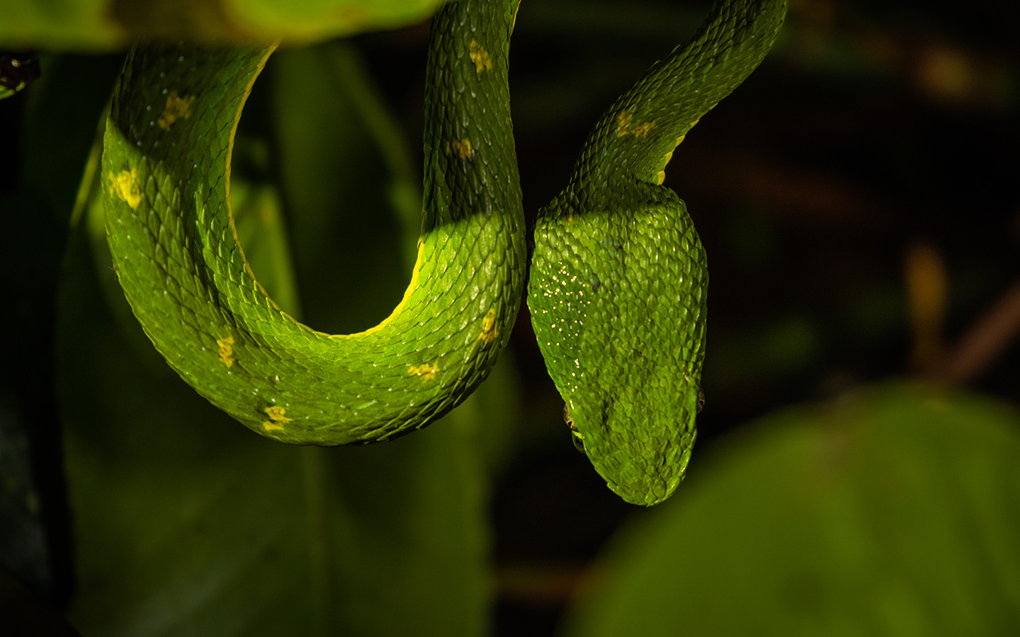 Réserve biologique de la forêt de nuages de Monteverde 