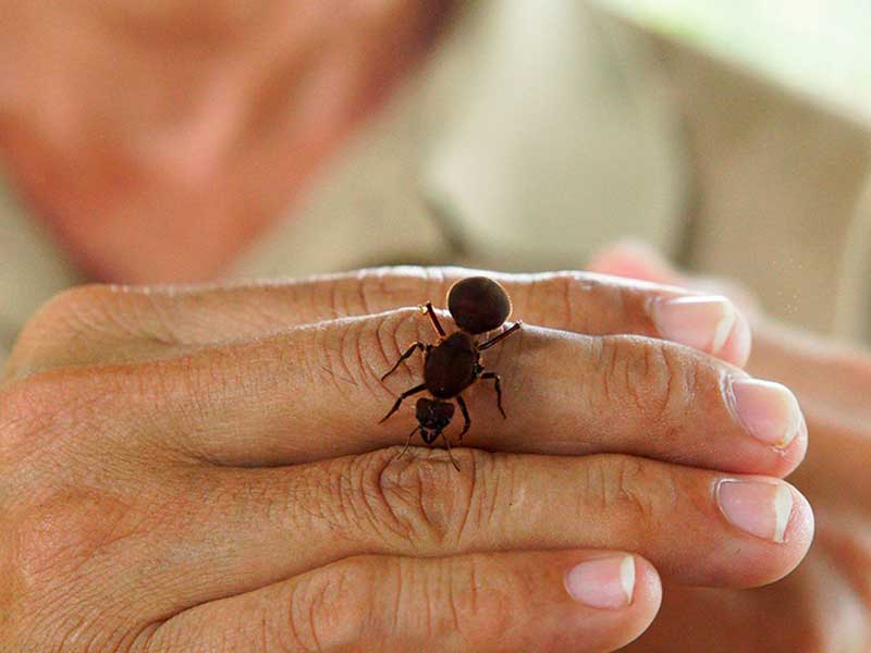 Gros plan d'une personne tenant un petit insecte.