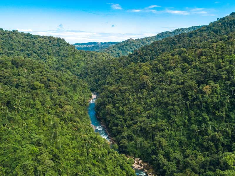 Une rivière traversant une forêt verdoyante.