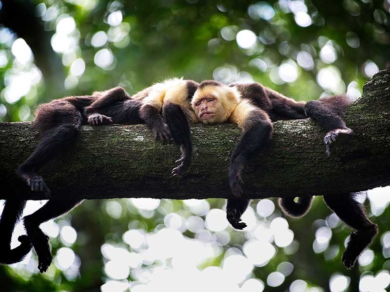 Un groupe de singes se reposant sur une branche d'arbre.