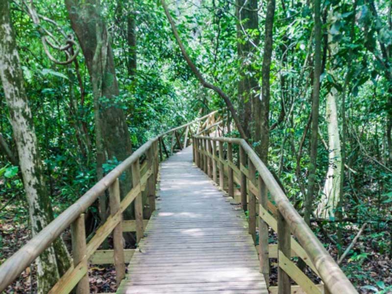 Une passerelle en bois au milieu d'une forêt.