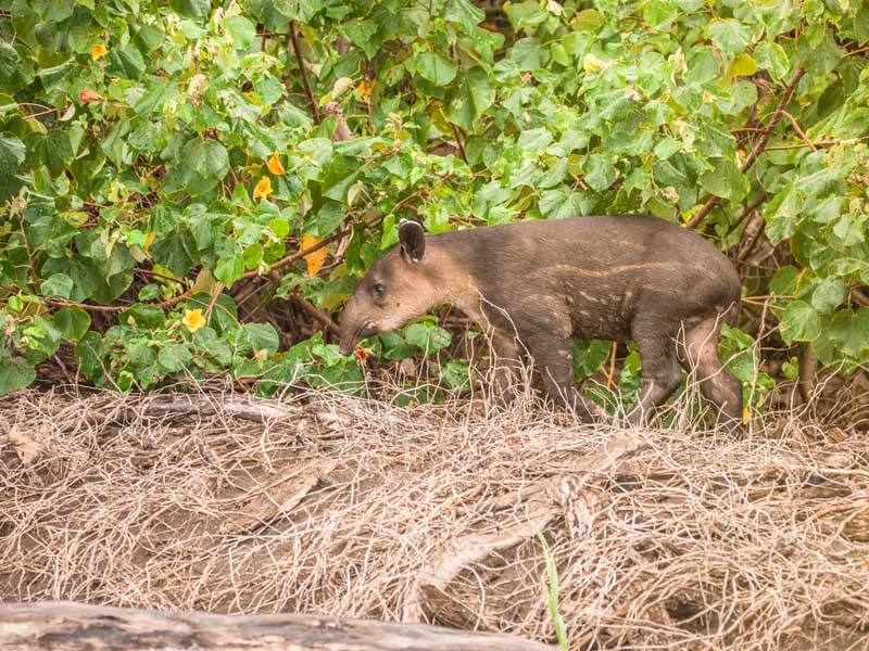 Un animal se tenant au-dessus d'un tas d'herbe sèche.