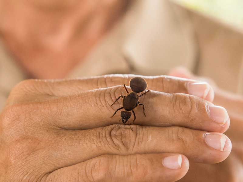 Gros plan d'une personne tenant un petit insecte.