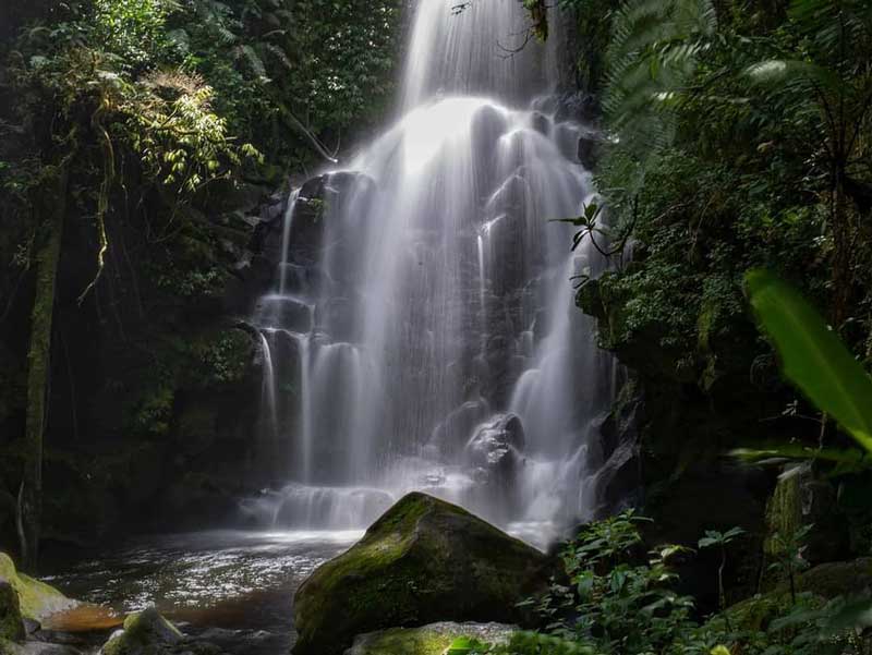 Une grande cascade au milieu d'une forêt.