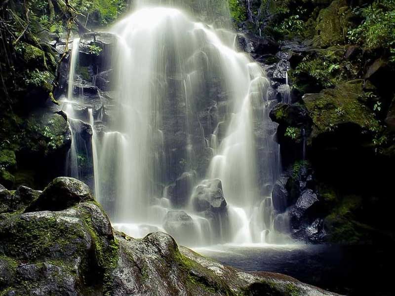 Une grande cascade au milieu d'une forêt.