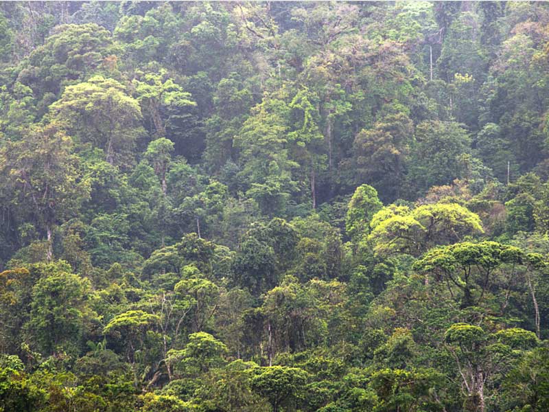 Une forêt remplie d'arbres verts.