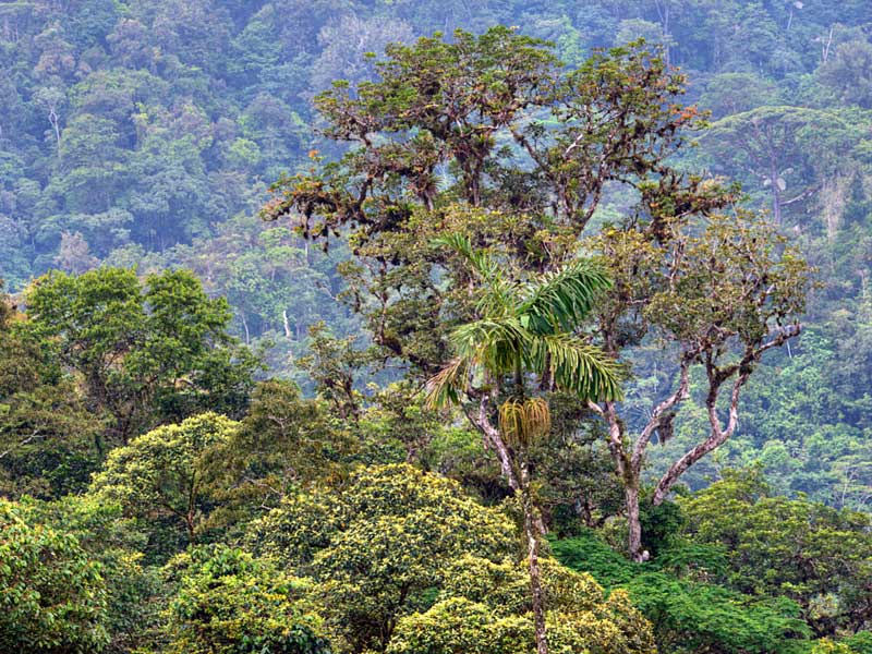 Une forêt verdoyante remplie d'arbres.