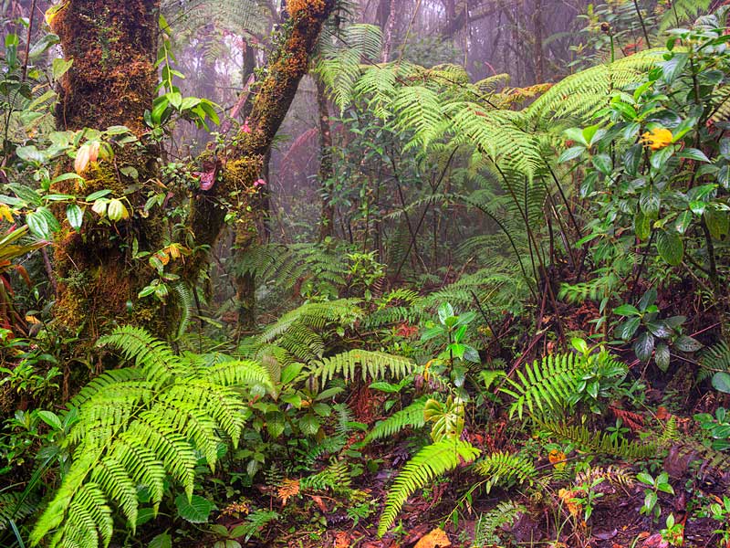 jungle florale