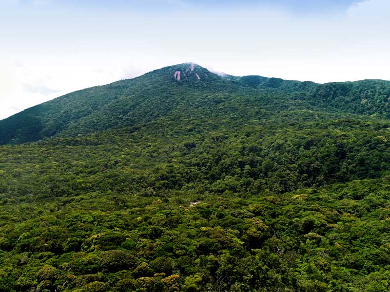Une grande montagne verte couverte de nombreux arbres.