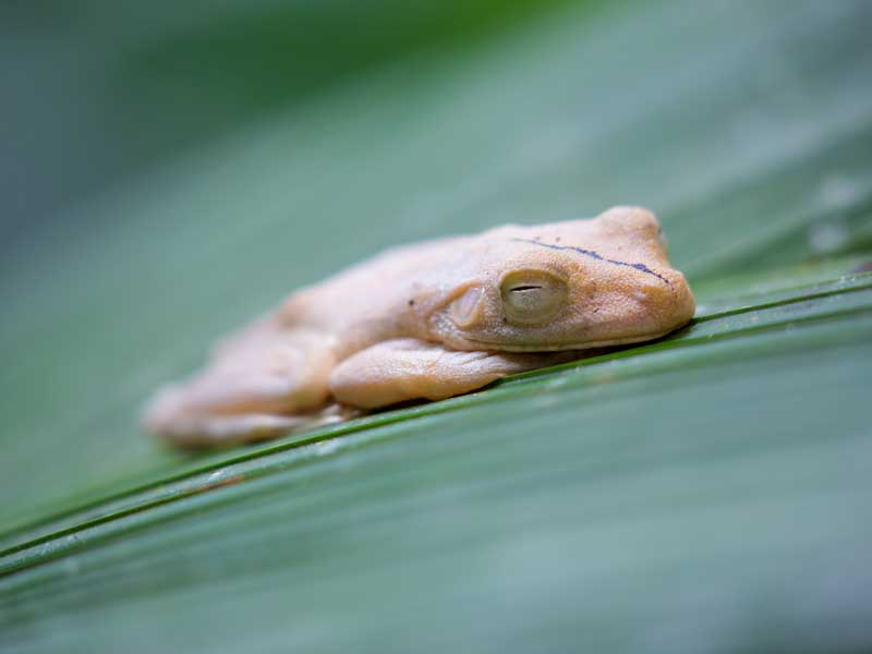 Gros plan d'une grenouille sur une feuille.