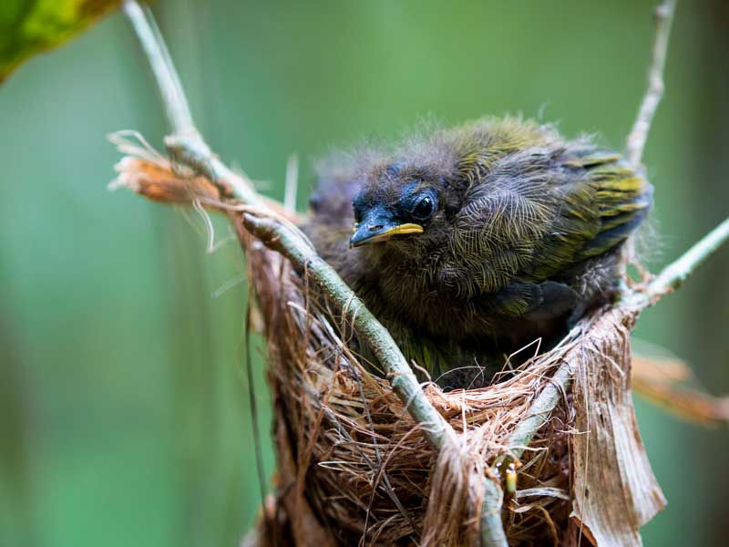 Un petit oiseau assis sur une branche d'arbre.