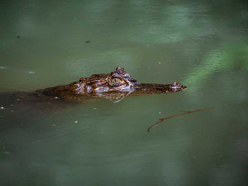 Un grand alligator flottant dans une étendue d'eau.