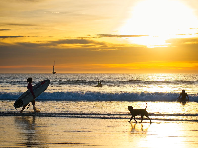 Une personne promenant son chien sur une plage avec une planche de surf.