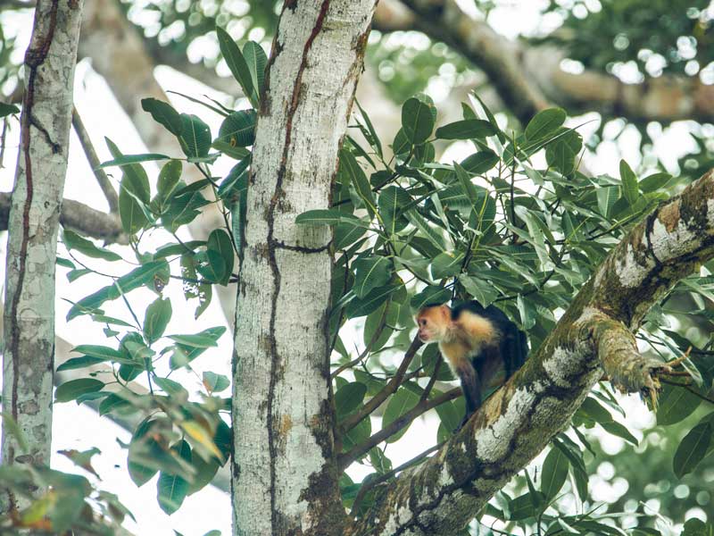 Un singe assis sur une branche d'arbre dans une forêt.