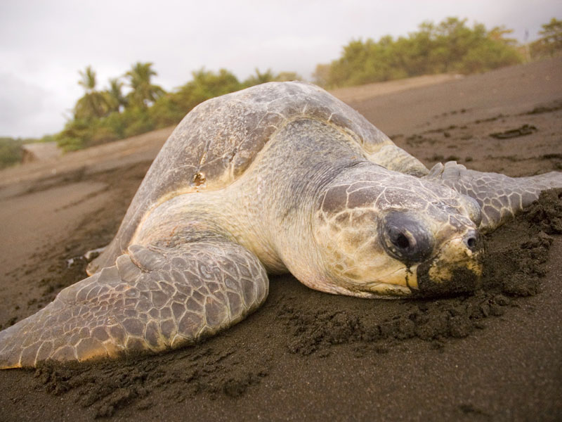 Une tortue de mer verte posée sur la plage.