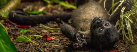 singe