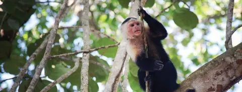 Singe dans un arbre
