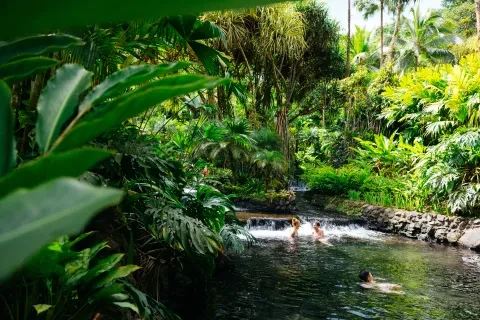 jungle