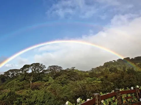 arc-en-ciel sur la forêt