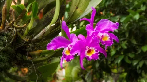 Cattleya gaskelliana est une espèce d'orchidée du genre Cattleya, appartenant à la famille des Lamiacées