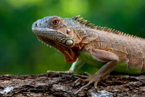 Iguane sur bois