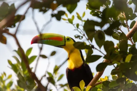 Un toucan à bec-de-quille perché dans le feuillage de la réserve naturelle de Cano Negro, Costa Rica
