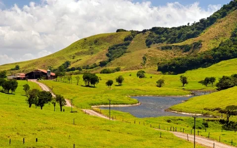 plaines du nord avec des vaches