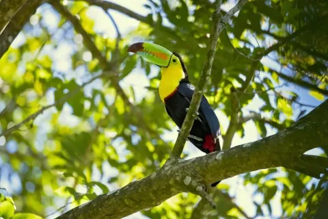 toucan dans un arbre