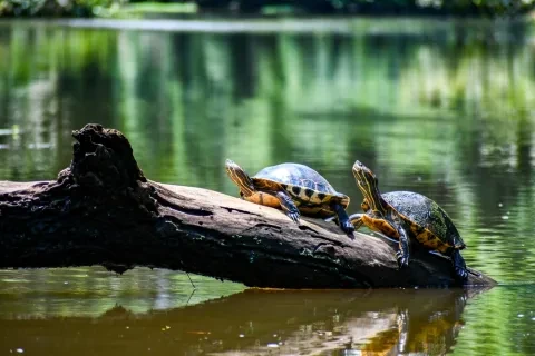 Les tortues à Tortuguero, Costa Rica