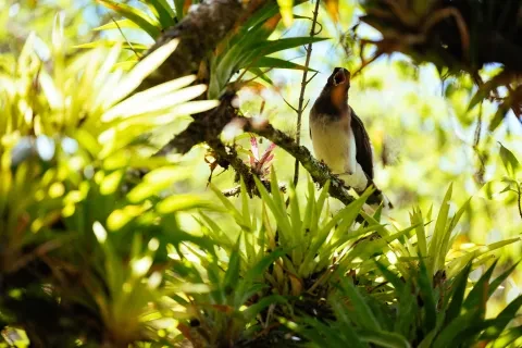 oiseau