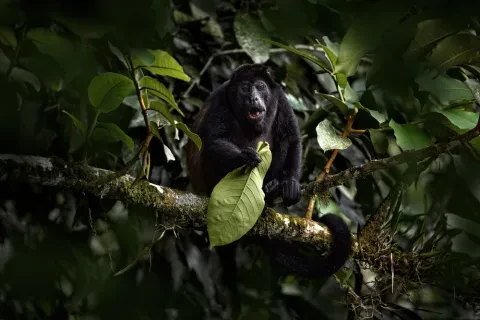 singe tenant une feuille dans un arbre