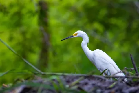 Une aigrette blanche chassant dans le palo verde