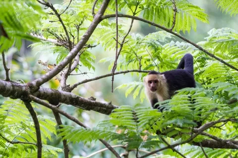 des singes à face blanche sauvages dans les arbres de la jungle du Pacifique Sud, au Costa Rica