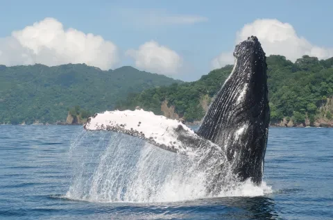 Une baleine sautant hors de l'eau