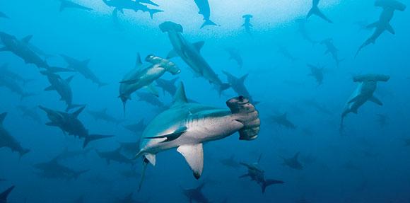 banc de requins